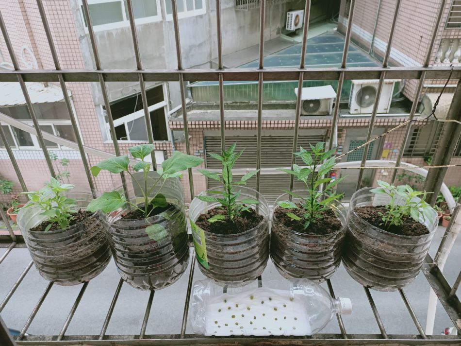 文件 : <FONT COLOR='red'>(109.02.11)種植-3.JPG</FONT> <BR> 尺寸 : <FONT COLOR='blue'>950 × 712</FONT> 圖元 <BR> 格式 : <FONT COLOR='green'>jpg</FONT> <BR> 大小 : <FONT COLOR='green'> -- </FONT> KB