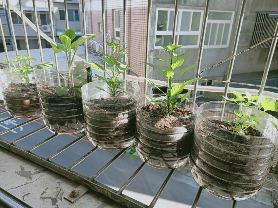 文件 : <FONT COLOR='red'>(109.02.12)種植-11.JPG</FONT> <BR> 尺寸 : <FONT COLOR='blue'>950 × 712</FONT> 圖元 <BR> 格式 : <FONT COLOR='green'>jpg</FONT> <BR> 大小 : <FONT COLOR='green'> -- </FONT> KB