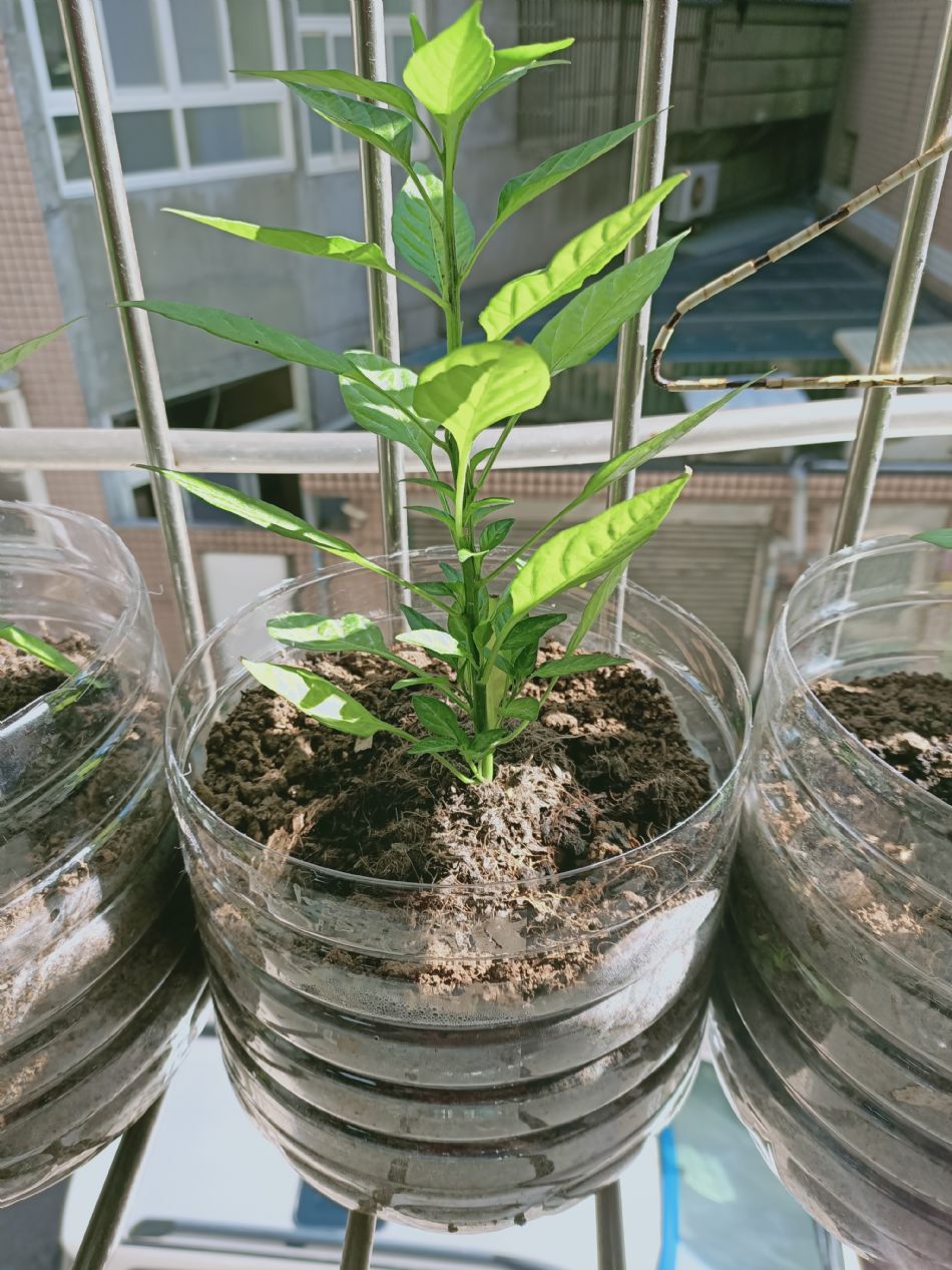 文件 : <FONT COLOR='red'>(109.02.12)種植-3.JPG</FONT> <BR> 尺寸 : <FONT COLOR='blue'>950 × 1267</FONT> 圖元 <BR> 格式 : <FONT COLOR='green'>jpg</FONT> <BR> 大小 : <FONT COLOR='green'> -- </FONT> KB