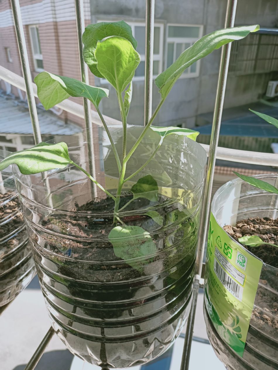 文件 : <FONT COLOR='red'>(109.02.12)種植-5.JPG</FONT> <BR> 尺寸 : <FONT COLOR='blue'>950 × 1267</FONT> 圖元 <BR> 格式 : <FONT COLOR='green'>jpg</FONT> <BR> 大小 : <FONT COLOR='green'> -- </FONT> KB