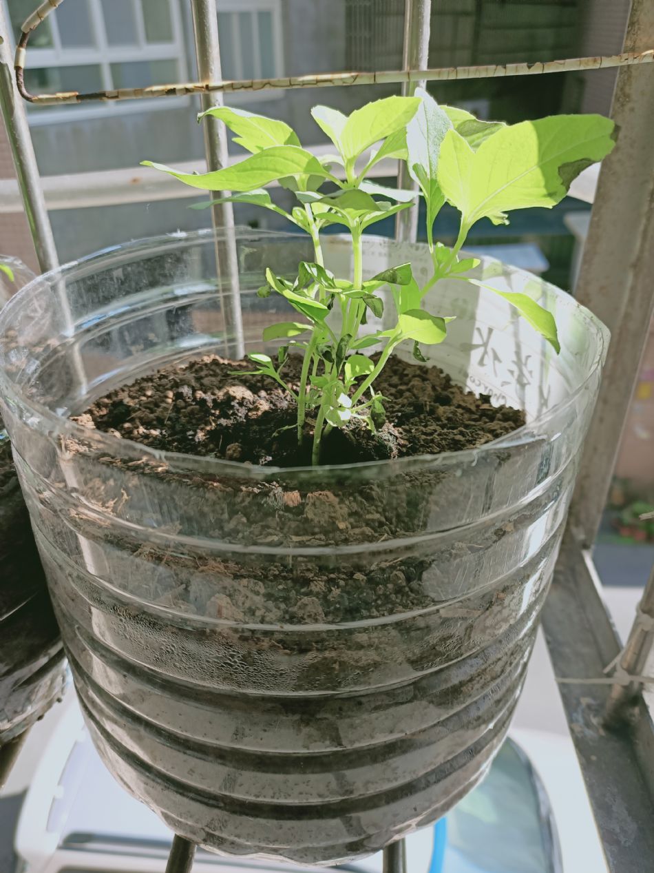 文件 : <FONT COLOR='red'>(109.02.12)種植-6.JPG</FONT> <BR> 尺寸 : <FONT COLOR='blue'>950 × 1267</FONT> 圖元 <BR> 格式 : <FONT COLOR='green'>jpg</FONT> <BR> 大小 : <FONT COLOR='green'> -- </FONT> KB