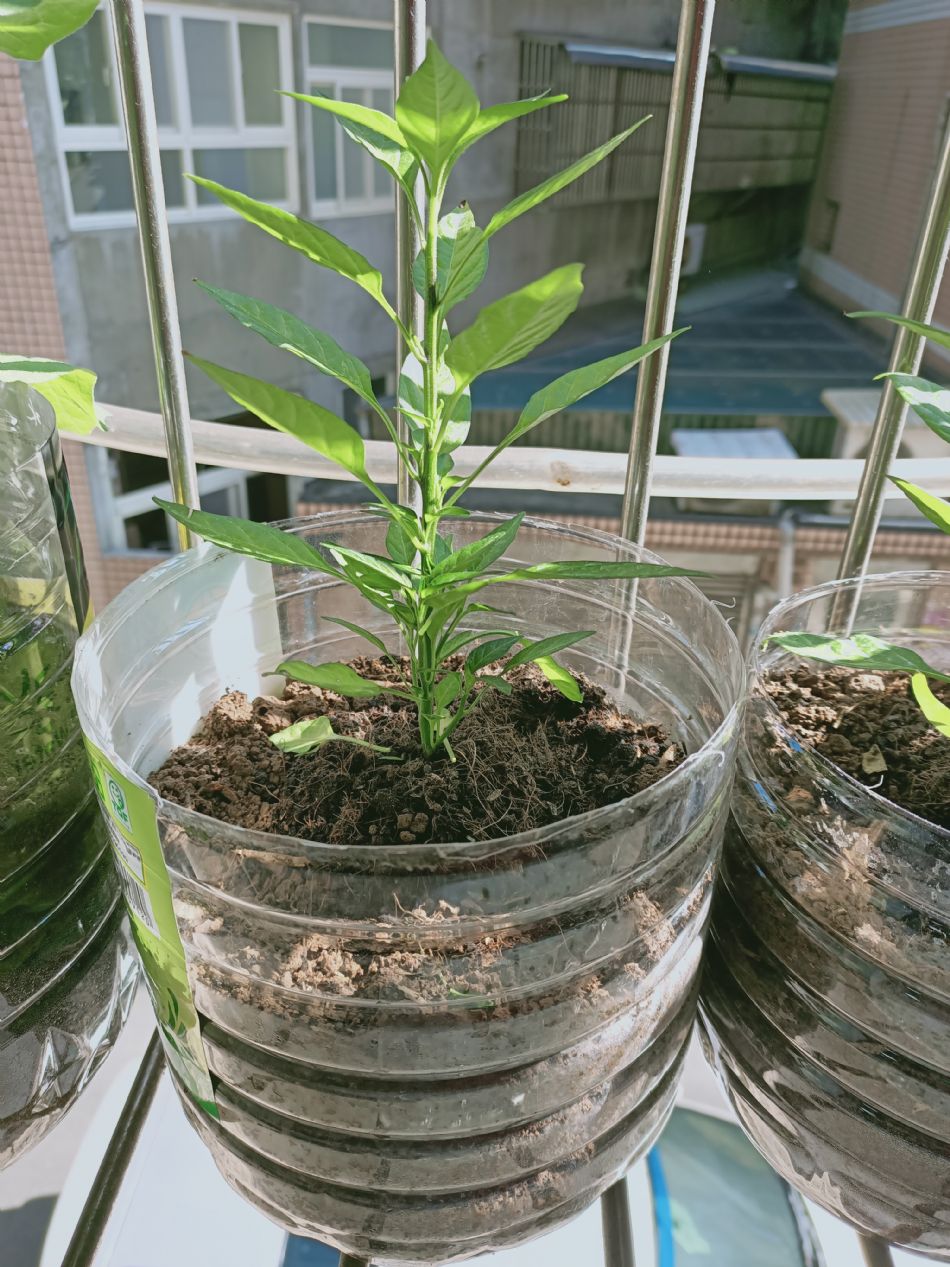 文件 : <FONT COLOR='red'>(109.02.12)種植-7.JPG</FONT> <BR> 尺寸 : <FONT COLOR='blue'>950 × 1267</FONT> 圖元 <BR> 格式 : <FONT COLOR='green'>jpg</FONT> <BR> 大小 : <FONT COLOR='green'> -- </FONT> KB