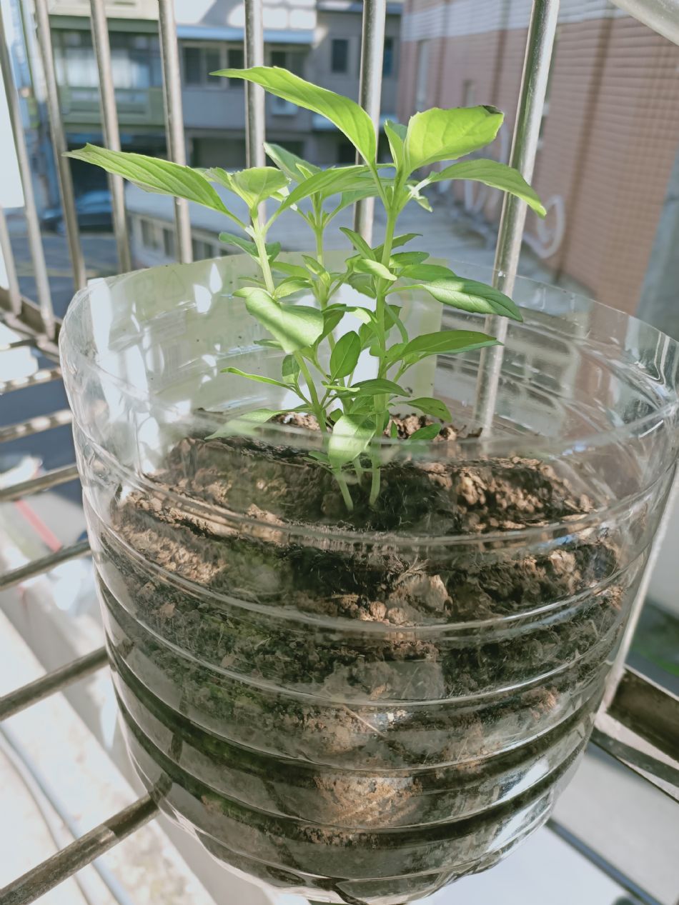 文件 : <FONT COLOR='red'>(109.02.12)種植-8.JPG</FONT> <BR> 尺寸 : <FONT COLOR='blue'>950 × 1267</FONT> 圖元 <BR> 格式 : <FONT COLOR='green'>jpg</FONT> <BR> 大小 : <FONT COLOR='green'> -- </FONT> KB