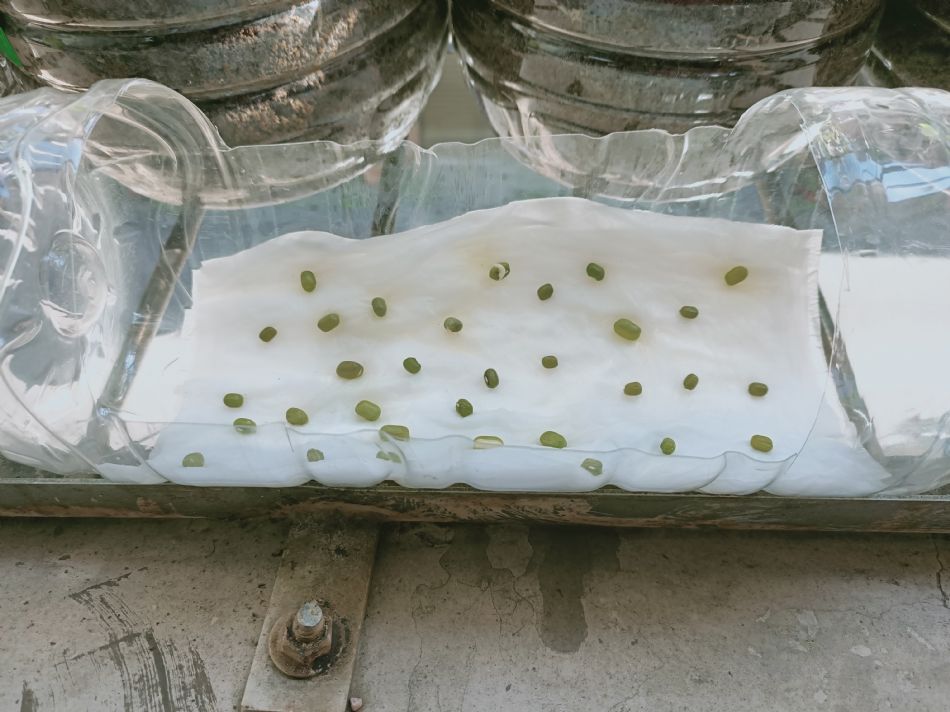 文件 : <FONT COLOR='red'>(109.02.12)種植-9.JPG</FONT> <BR> 尺寸 : <FONT COLOR='blue'>950 × 712</FONT> 圖元 <BR> 格式 : <FONT COLOR='green'>jpg</FONT> <BR> 大小 : <FONT COLOR='green'> -- </FONT> KB