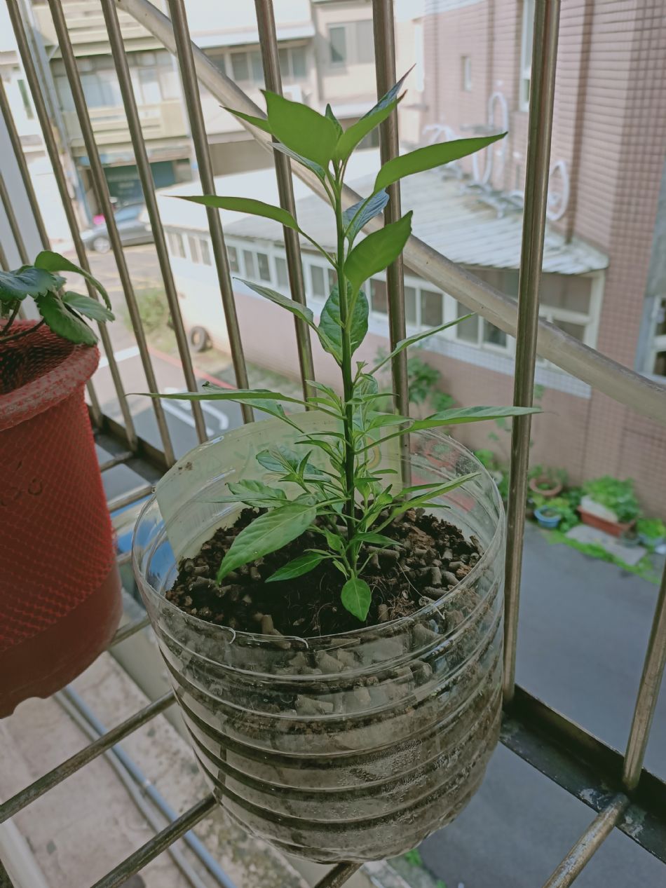 文件 : <FONT COLOR='red'>(109.02.19)種植-1.JPG</FONT> <BR> 尺寸 : <FONT COLOR='blue'>950 × 1267</FONT> 圖元 <BR> 格式 : <FONT COLOR='green'>jpg</FONT> <BR> 大小 : <FONT COLOR='green'> -- </FONT> KB