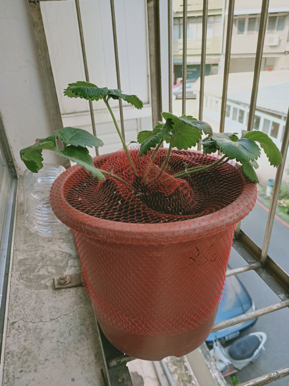 文件 : <FONT COLOR='red'>(109.02.19)種植-2.JPG</FONT> <BR> 尺寸 : <FONT COLOR='blue'>950 × 1267</FONT> 圖元 <BR> 格式 : <FONT COLOR='green'>jpg</FONT> <BR> 大小 : <FONT COLOR='green'> -- </FONT> KB