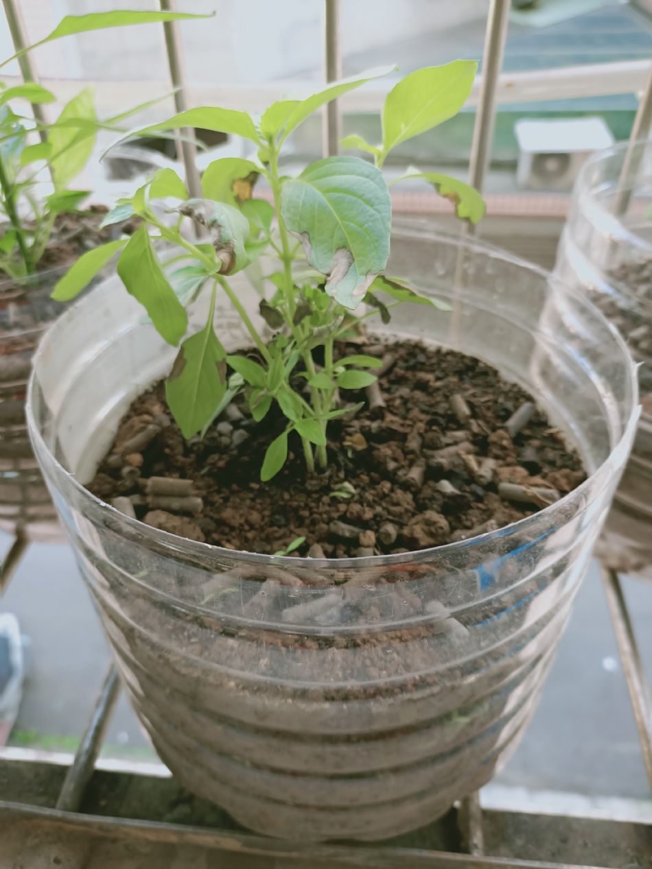 文件 : <FONT COLOR='red'>(109.02.19)種植-3.JPG</FONT> <BR> 尺寸 : <FONT COLOR='blue'>950 × 1267</FONT> 圖元 <BR> 格式 : <FONT COLOR='green'>jpg</FONT> <BR> 大小 : <FONT COLOR='green'> -- </FONT> KB