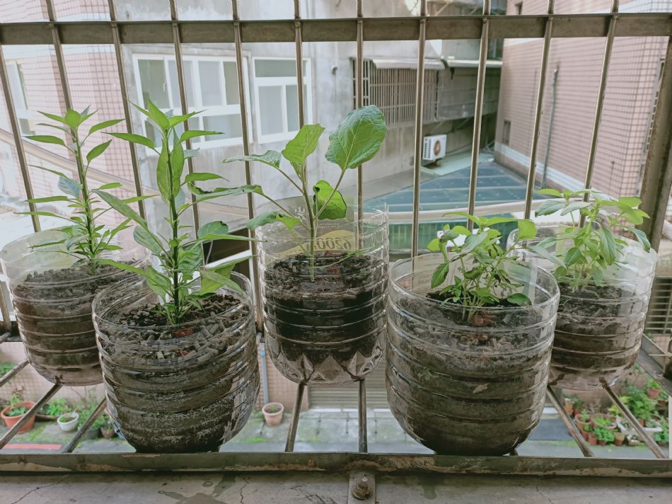 文件 : <FONT COLOR='red'>(109.02.19)種植-4.JPG</FONT> <BR> 尺寸 : <FONT COLOR='blue'>950 × 712</FONT> 圖元 <BR> 格式 : <FONT COLOR='green'>jpg</FONT> <BR> 大小 : <FONT COLOR='green'> -- </FONT> KB