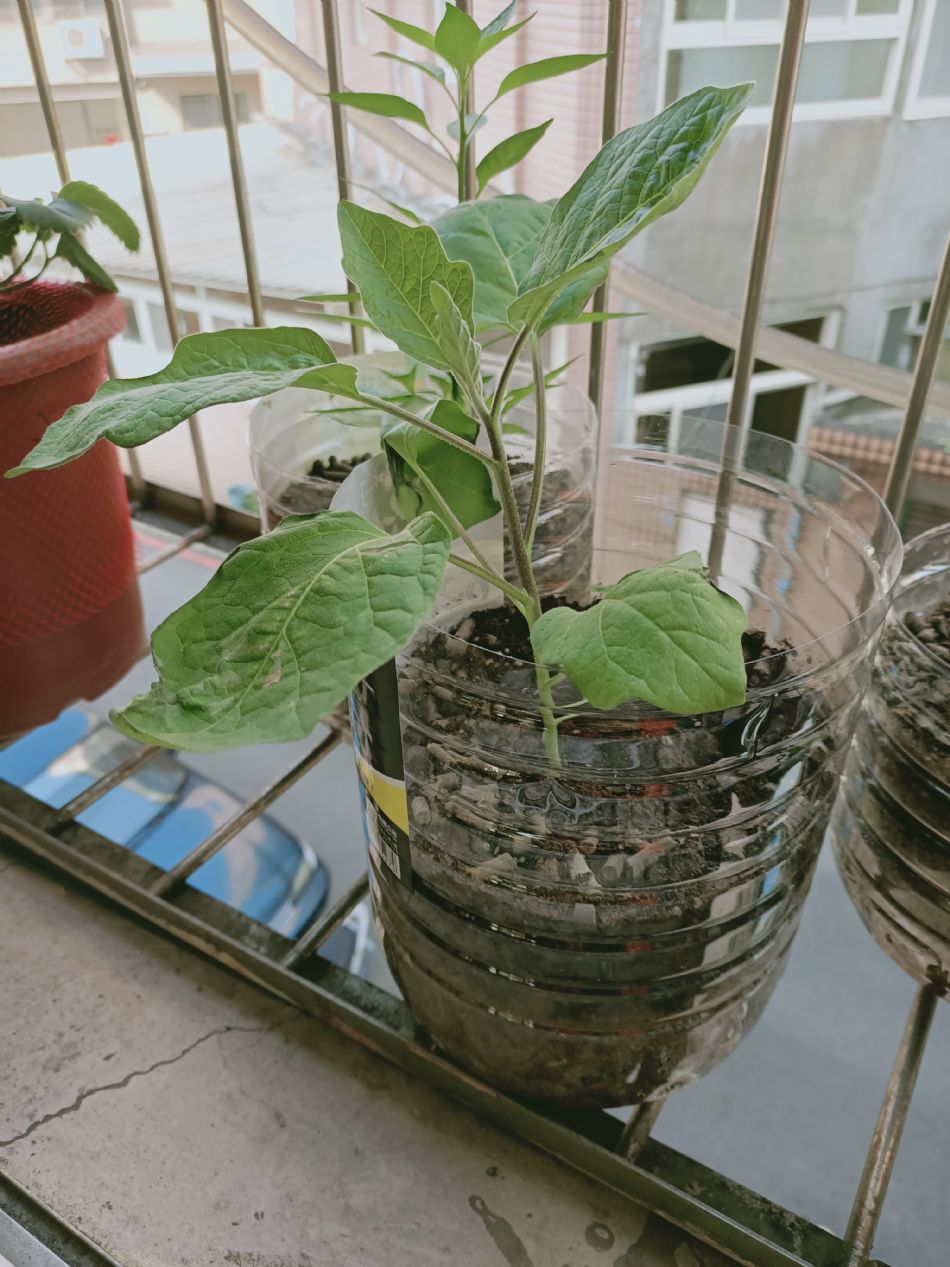 文件 : <FONT COLOR='red'>(109.02.19)種植-5.JPG</FONT> <BR> 尺寸 : <FONT COLOR='blue'>950 × 1267</FONT> 圖元 <BR> 格式 : <FONT COLOR='green'>jpg</FONT> <BR> 大小 : <FONT COLOR='green'> -- </FONT> KB