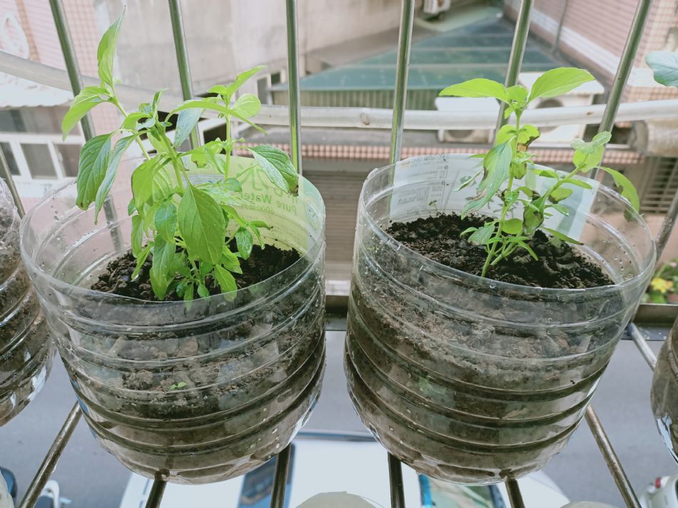 文件 : <FONT COLOR='red'>(109.02.24)種植-3.JPG</FONT> <BR> 尺寸 : <FONT COLOR='blue'>950 × 712</FONT> 圖元 <BR> 格式 : <FONT COLOR='green'>jpg</FONT> <BR> 大小 : <FONT COLOR='green'> -- </FONT> KB