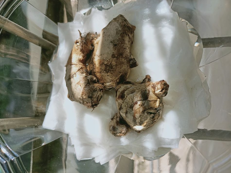 文件 : <FONT COLOR='red'>(109.02.24)種植-4.JPG</FONT> <BR> 尺寸 : <FONT COLOR='blue'>950 × 712</FONT> 圖元 <BR> 格式 : <FONT COLOR='green'>jpg</FONT> <BR> 大小 : <FONT COLOR='green'> -- </FONT> KB