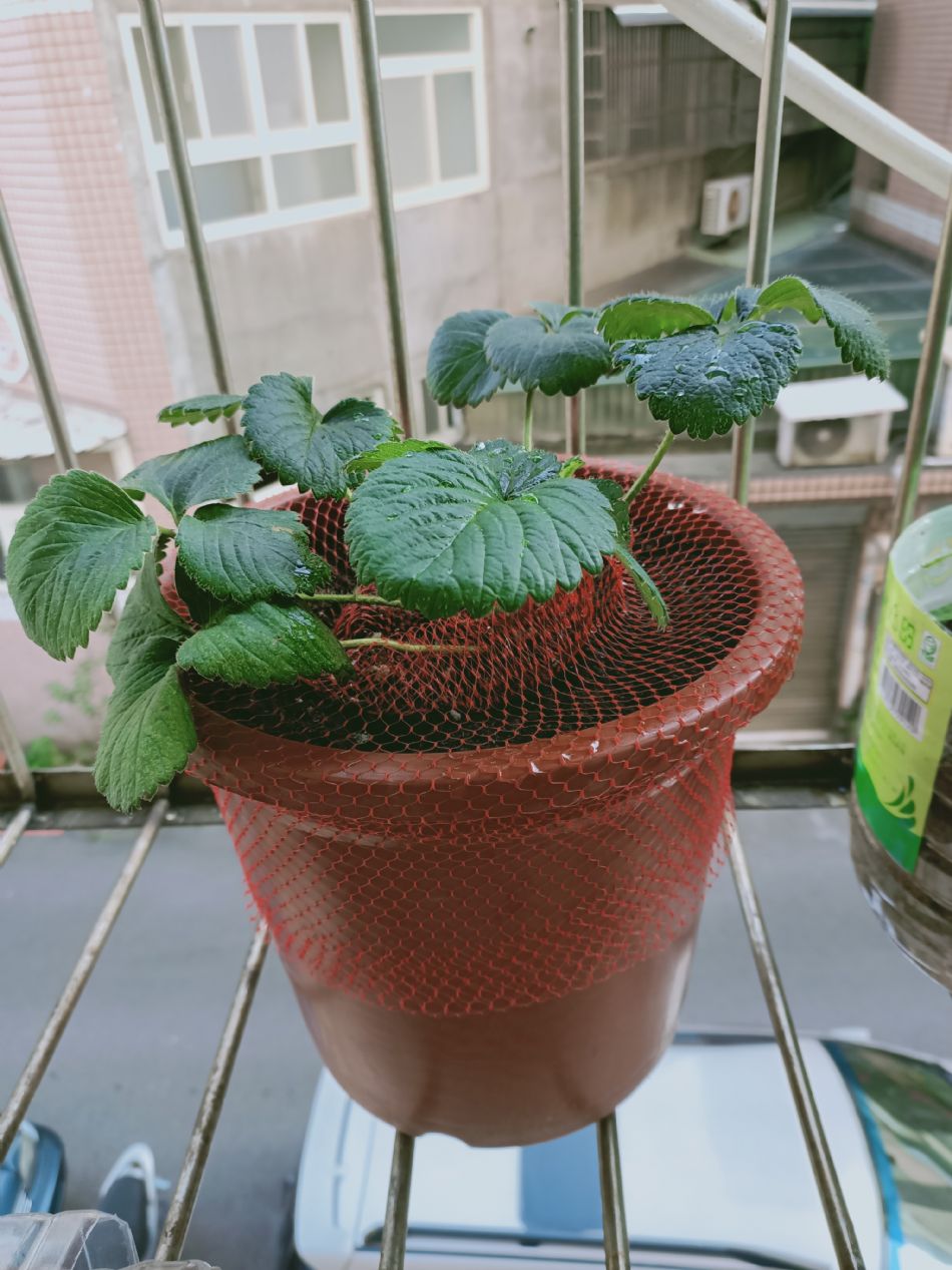 文件 : <FONT COLOR='red'>(109.02.24)種植-5.JPG</FONT> <BR> 尺寸 : <FONT COLOR='blue'>950 × 1267</FONT> 圖元 <BR> 格式 : <FONT COLOR='green'>jpg</FONT> <BR> 大小 : <FONT COLOR='green'> -- </FONT> KB