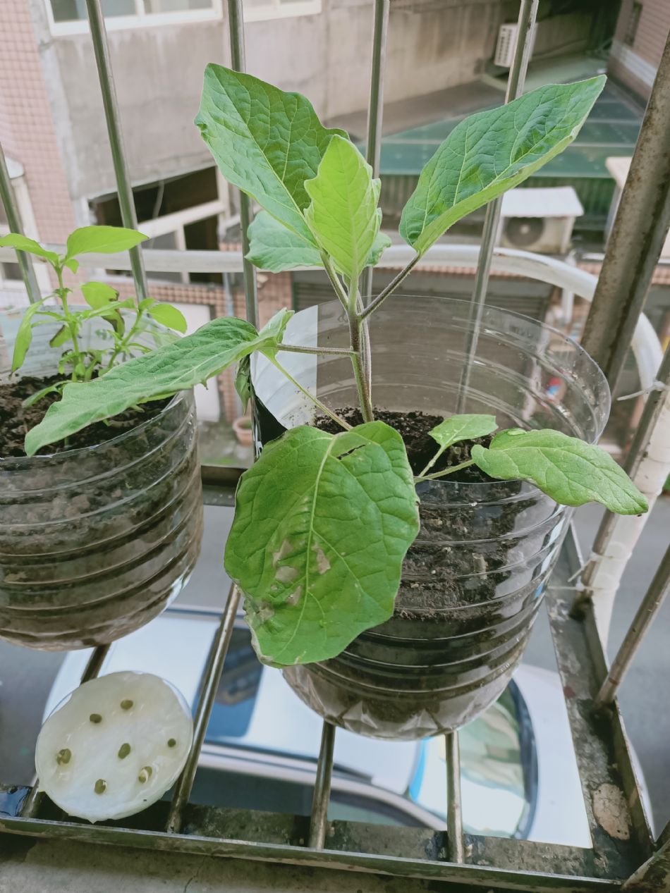 文件 : <FONT COLOR='red'>(109.02.24)種植-6.JPG</FONT> <BR> 尺寸 : <FONT COLOR='blue'>950 × 1267</FONT> 圖元 <BR> 格式 : <FONT COLOR='green'>jpg</FONT> <BR> 大小 : <FONT COLOR='green'> -- </FONT> KB