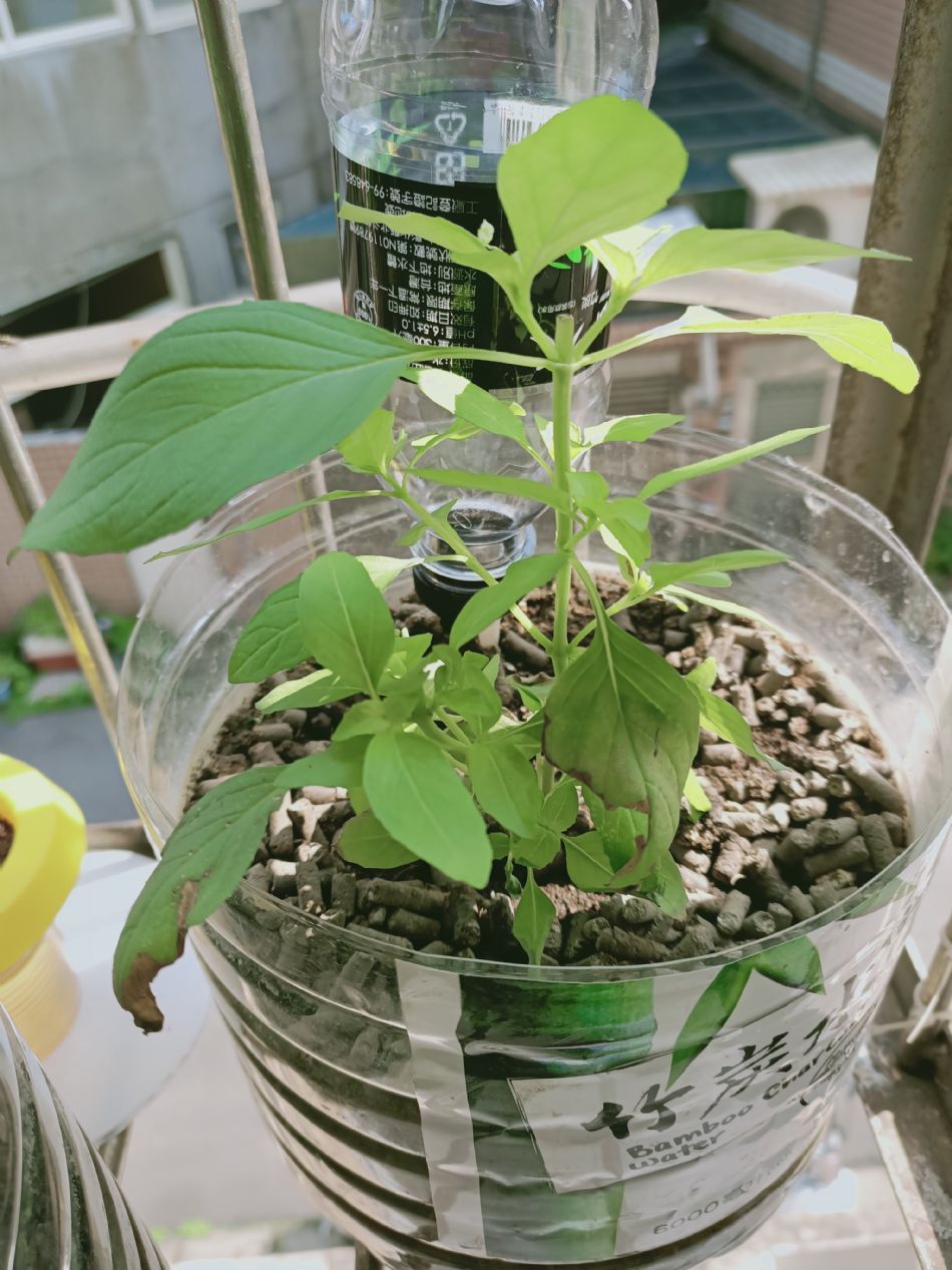 文件 : <FONT COLOR='red'>(109.03.11)種植-1.JPG</FONT> <BR> 尺寸 : <FONT COLOR='blue'>950 × 1267</FONT> 圖元 <BR> 格式 : <FONT COLOR='green'>jpg</FONT> <BR> 大小 : <FONT COLOR='green'> -- </FONT> KB