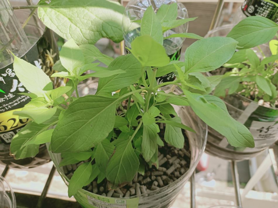 文件 : <FONT COLOR='red'>(109.03.11)種植-10.JPG</FONT> <BR> 尺寸 : <FONT COLOR='blue'>950 × 712</FONT> 圖元 <BR> 格式 : <FONT COLOR='green'>jpg</FONT> <BR> 大小 : <FONT COLOR='green'> -- </FONT> KB