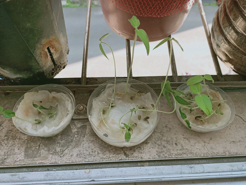 文件 : <FONT COLOR='red'>(109.03.11)種植-2.JPG</FONT> <BR> 尺寸 : <FONT COLOR='blue'>950 × 712</FONT> 圖元 <BR> 格式 : <FONT COLOR='green'>jpg</FONT> <BR> 大小 : <FONT COLOR='green'> -- </FONT> KB