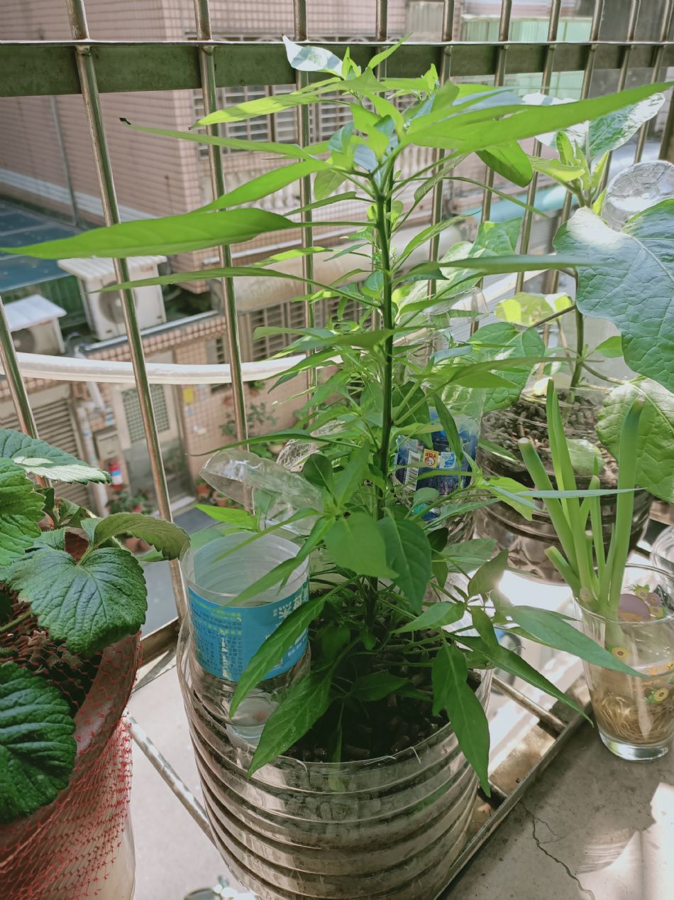 文件 : <FONT COLOR='red'>(109.03.11)種植-3.JPG</FONT> <BR> 尺寸 : <FONT COLOR='blue'>950 × 1267</FONT> 圖元 <BR> 格式 : <FONT COLOR='green'>jpg</FONT> <BR> 大小 : <FONT COLOR='green'> -- </FONT> KB