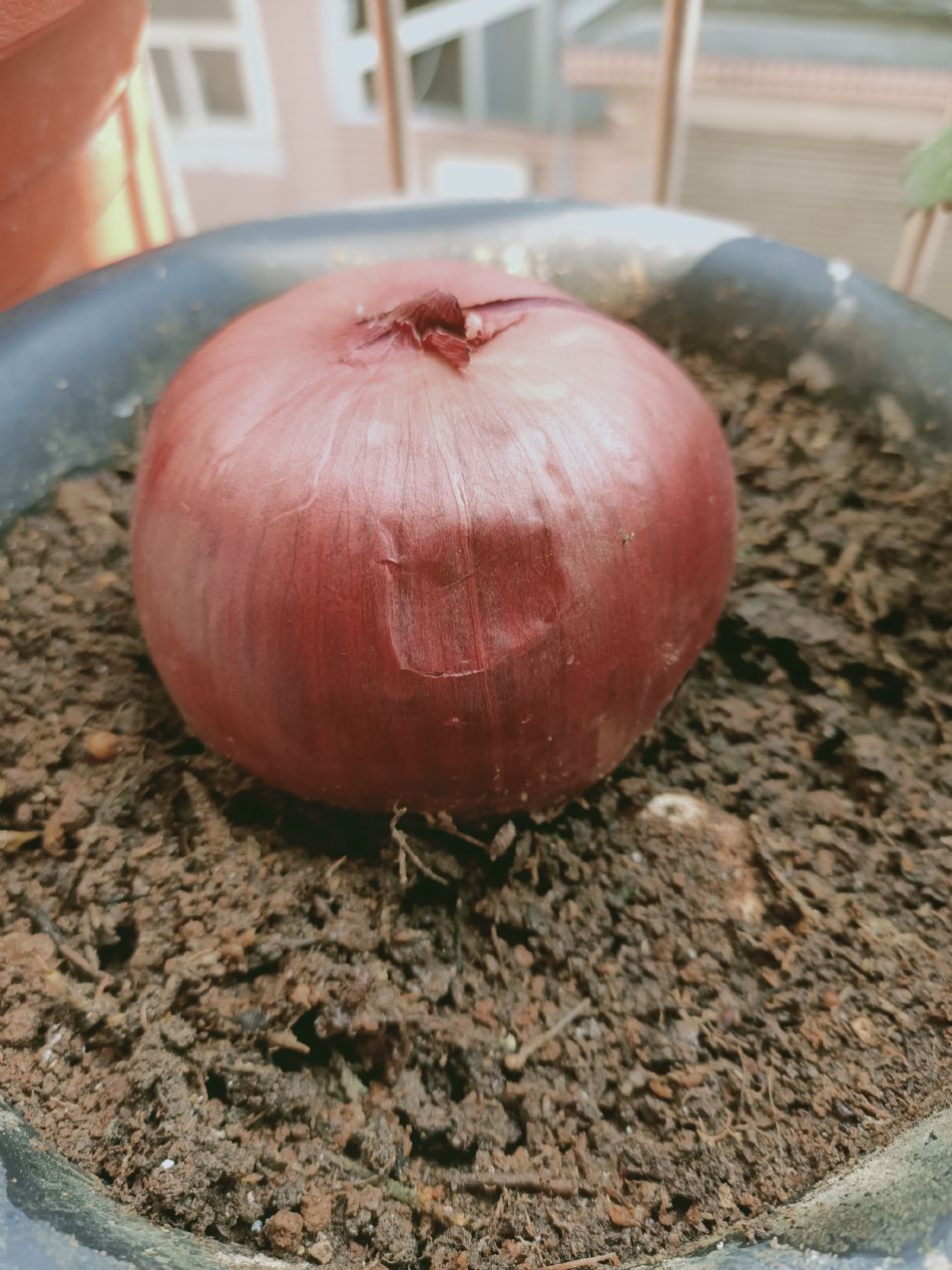 文件 : <FONT COLOR='red'>(109.03.11)種植-5.JPG</FONT> <BR> 尺寸 : <FONT COLOR='blue'>950 × 1267</FONT> 圖元 <BR> 格式 : <FONT COLOR='green'>jpg</FONT> <BR> 大小 : <FONT COLOR='green'> -- </FONT> KB