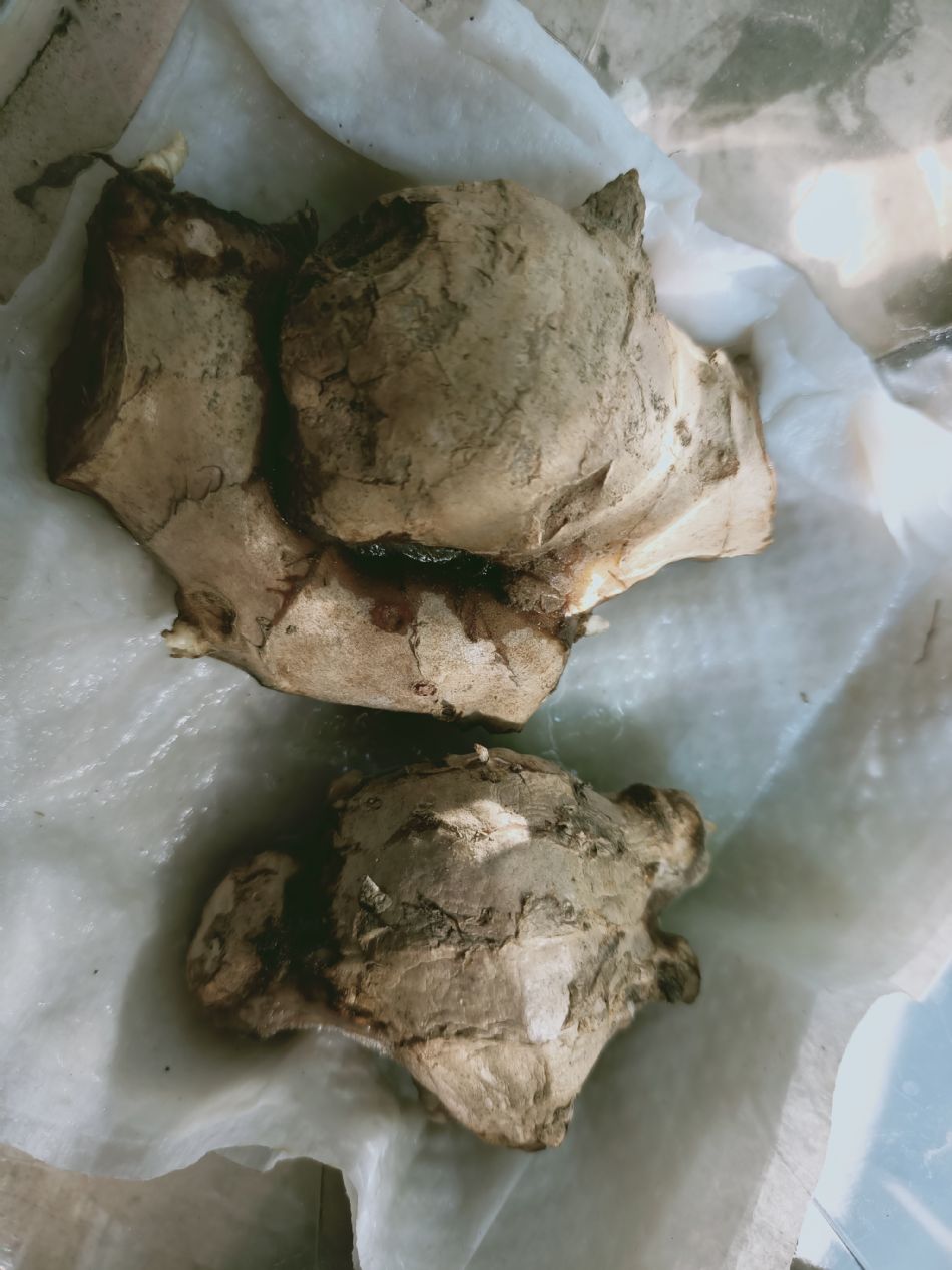 文件 : <FONT COLOR='red'>(109.03.11)種植-8.JPG</FONT> <BR> 尺寸 : <FONT COLOR='blue'>950 × 1267</FONT> 圖元 <BR> 格式 : <FONT COLOR='green'>jpg</FONT> <BR> 大小 : <FONT COLOR='green'> -- </FONT> KB