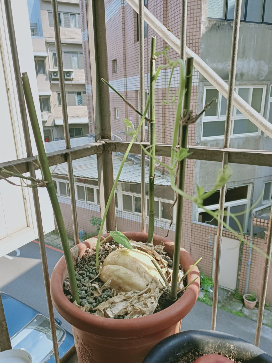 文件 : <FONT COLOR='red'>(109.03.11)種植-9.JPG</FONT> <BR> 尺寸 : <FONT COLOR='blue'>950 × 1267</FONT> 圖元 <BR> 格式 : <FONT COLOR='green'>jpg</FONT> <BR> 大小 : <FONT COLOR='green'> -- </FONT> KB