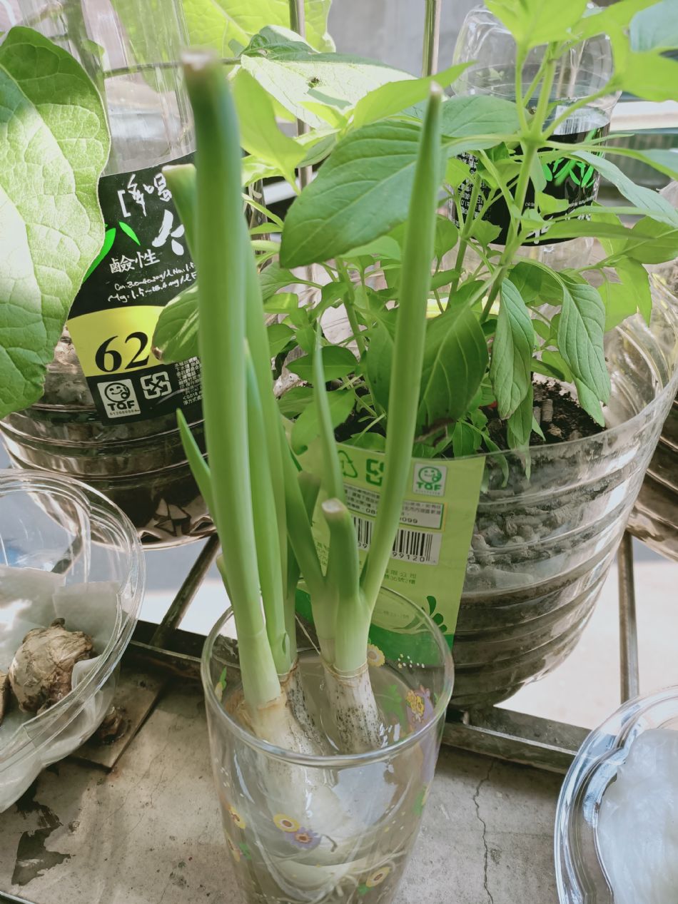 文件 : <FONT COLOR='red'>(109.03.11)種植.JPG</FONT> <BR> 尺寸 : <FONT COLOR='blue'>950 × 1267</FONT> 圖元 <BR> 格式 : <FONT COLOR='green'>jpg</FONT> <BR> 大小 : <FONT COLOR='green'> -- </FONT> KB