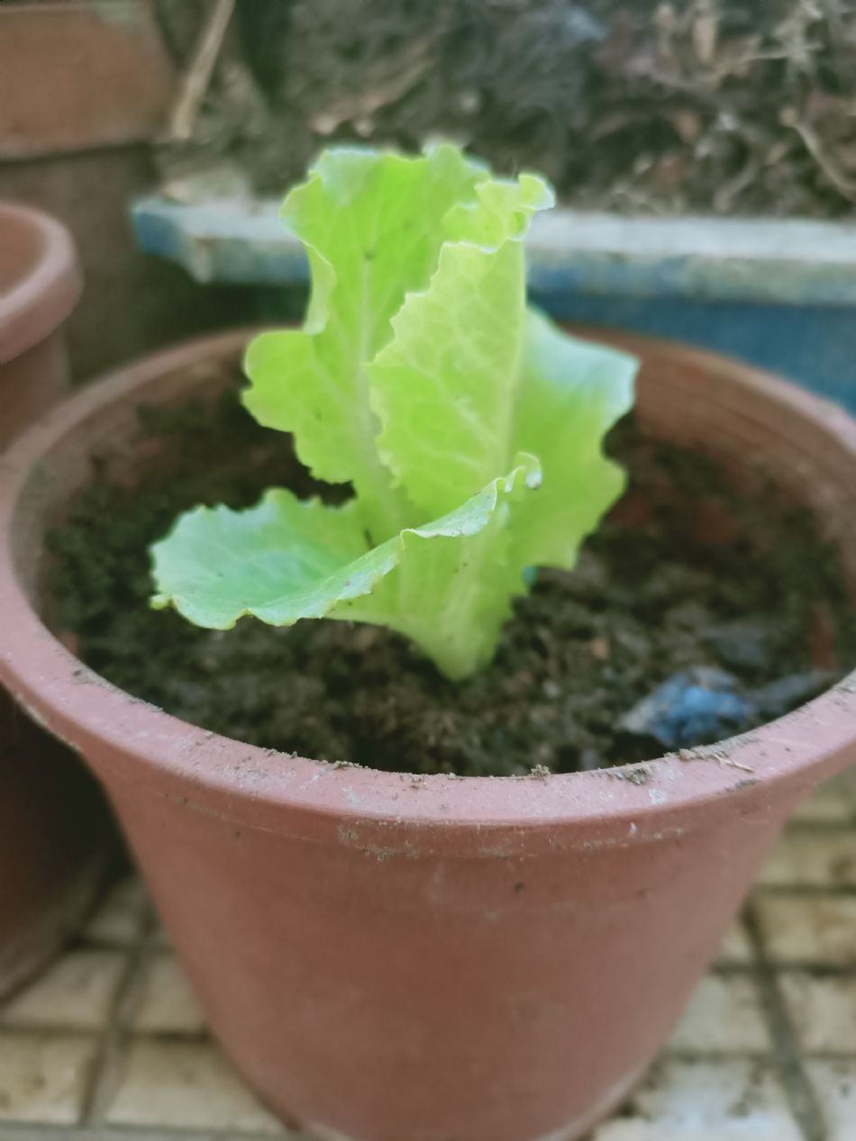 文件 : <FONT COLOR='red'>(109.03.15)種植-1.JPG</FONT> <BR> 尺寸 : <FONT COLOR='blue'>950 × 1267</FONT> 圖元 <BR> 格式 : <FONT COLOR='green'>jpg</FONT> <BR> 大小 : <FONT COLOR='green'> -- </FONT> KB