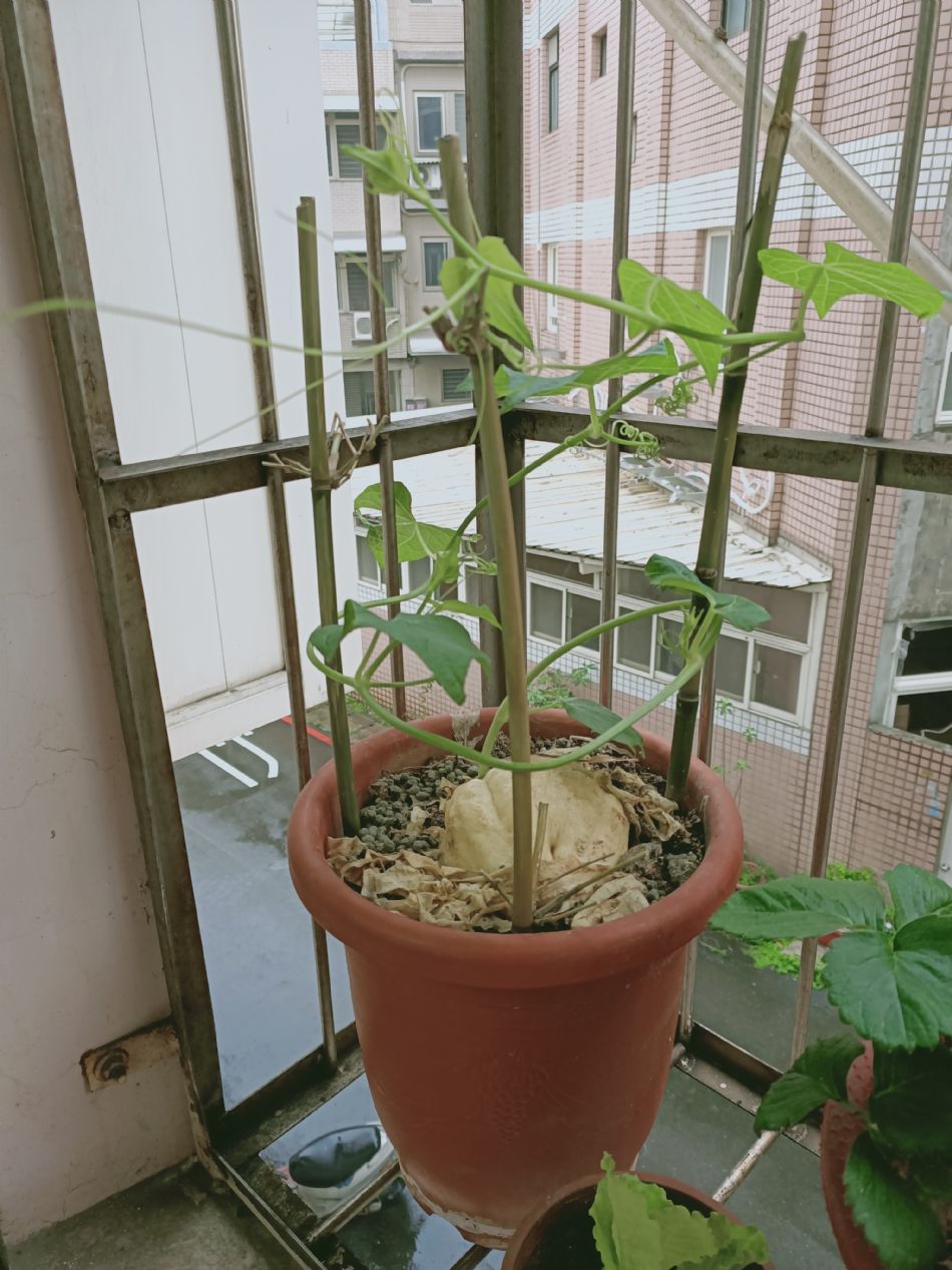 文件 : <FONT COLOR='red'>(109.03.19)種植-1.JPG</FONT> <BR> 尺寸 : <FONT COLOR='blue'>950 × 1267</FONT> 圖元 <BR> 格式 : <FONT COLOR='green'>jpg</FONT> <BR> 大小 : <FONT COLOR='green'> -- </FONT> KB