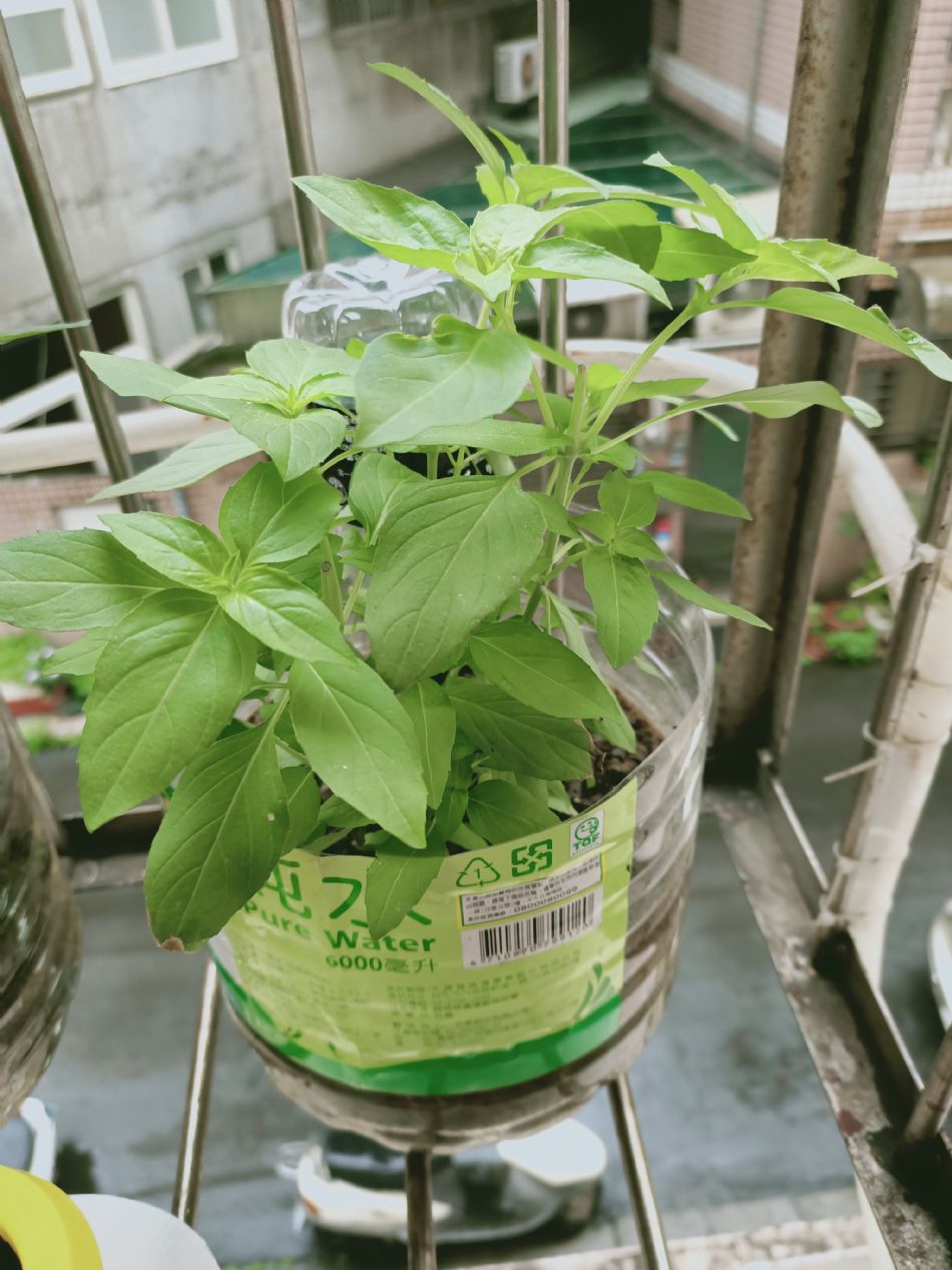 文件 : <FONT COLOR='red'>(109.03.19)種植-10.JPG</FONT> <BR> 尺寸 : <FONT COLOR='blue'>950 × 1267</FONT> 圖元 <BR> 格式 : <FONT COLOR='green'>jpg</FONT> <BR> 大小 : <FONT COLOR='green'> -- </FONT> KB