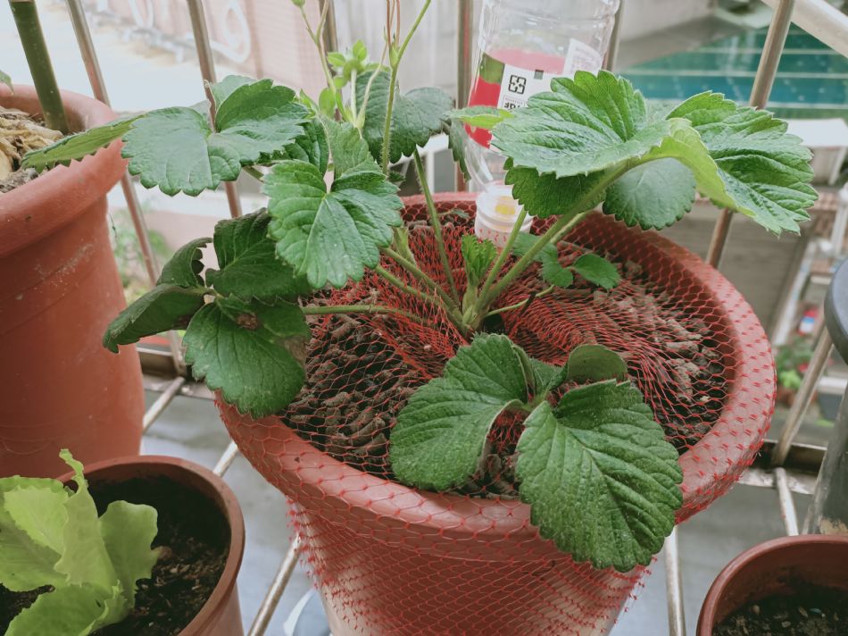 文件 : <FONT COLOR='red'>(109.03.19)種植-3.JPG</FONT> <BR> 尺寸 : <FONT COLOR='blue'>950 × 712</FONT> 圖元 <BR> 格式 : <FONT COLOR='green'>jpg</FONT> <BR> 大小 : <FONT COLOR='green'> -- </FONT> KB