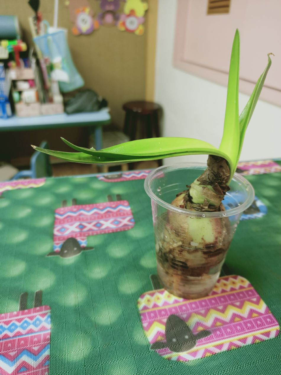 文件 : <FONT COLOR='red'>(109.03.19)種植-4.JPG</FONT> <BR> 尺寸 : <FONT COLOR='blue'>950 × 1267</FONT> 圖元 <BR> 格式 : <FONT COLOR='green'>jpg</FONT> <BR> 大小 : <FONT COLOR='green'> -- </FONT> KB