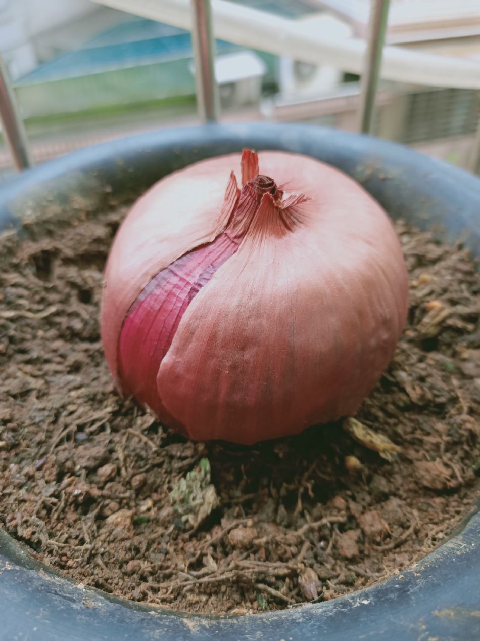 文件 : <FONT COLOR='red'>(109.03.19)種植-5.JPG</FONT> <BR> 尺寸 : <FONT COLOR='blue'>950 × 1267</FONT> 圖元 <BR> 格式 : <FONT COLOR='green'>jpg</FONT> <BR> 大小 : <FONT COLOR='green'> -- </FONT> KB