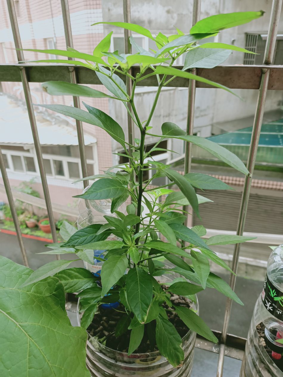 文件 : <FONT COLOR='red'>(109.03.19)種植.JPG</FONT> <BR> 尺寸 : <FONT COLOR='blue'>950 × 1267</FONT> 圖元 <BR> 格式 : <FONT COLOR='green'>jpg</FONT> <BR> 大小 : <FONT COLOR='green'> -- </FONT> KB