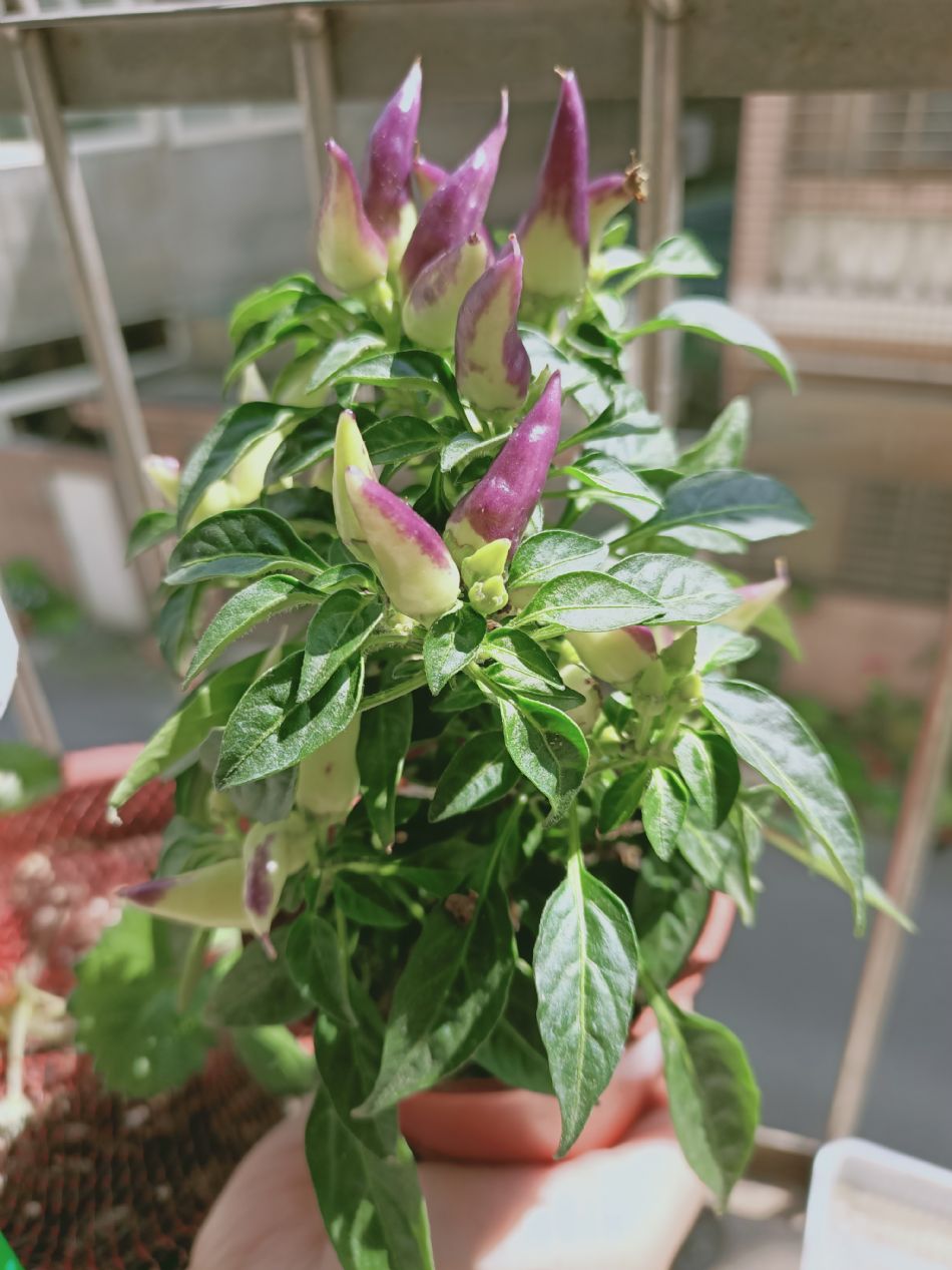 文件 : <FONT COLOR='red'>(109.04.14)種植-1.JPG</FONT> <BR> 尺寸 : <FONT COLOR='blue'>950 × 1267</FONT> 圖元 <BR> 格式 : <FONT COLOR='green'>jpg</FONT> <BR> 大小 : <FONT COLOR='green'> -- </FONT> KB