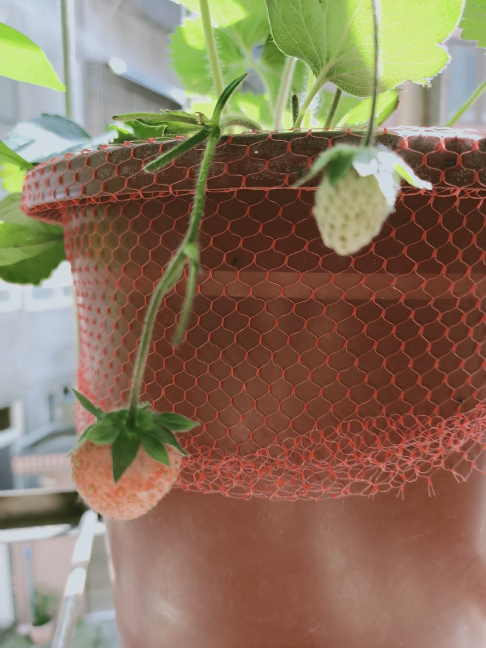 文件 : <FONT COLOR='red'>(109.04.14)種植-5.JPG</FONT> <BR> 尺寸 : <FONT COLOR='blue'>950 × 1267</FONT> 圖元 <BR> 格式 : <FONT COLOR='green'>jpg</FONT> <BR> 大小 : <FONT COLOR='green'> -- </FONT> KB