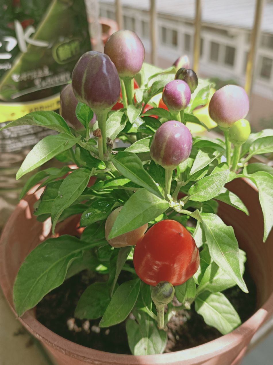 文件 : <FONT COLOR='red'>(109.04.14)種植-7.JPG</FONT> <BR> 尺寸 : <FONT COLOR='blue'>950 × 1267</FONT> 圖元 <BR> 格式 : <FONT COLOR='green'>jpg</FONT> <BR> 大小 : <FONT COLOR='green'> -- </FONT> KB