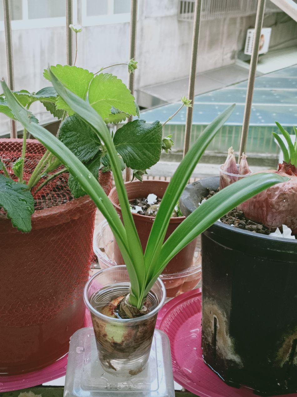 文件 : <FONT COLOR='red'>(109.03.27)種植-1.JPG</FONT> <BR> 尺寸 : <FONT COLOR='blue'>950 × 1267</FONT> 圖元 <BR> 格式 : <FONT COLOR='green'>jpg</FONT> <BR> 大小 : <FONT COLOR='green'> -- </FONT> KB