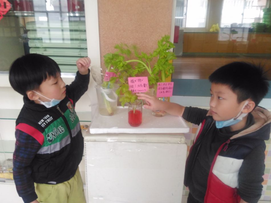 文件 : <FONT COLOR='red'>(109.02.11)植物的管子【芹菜吸水實驗】-1.JPG</FONT> <BR> 尺寸 : <FONT COLOR='blue'>950 × 712</FONT> 圖元 <BR> 格式 : <FONT COLOR='green'>jpg</FONT> <BR> 大小 : <FONT COLOR='green'> -- </FONT> KB