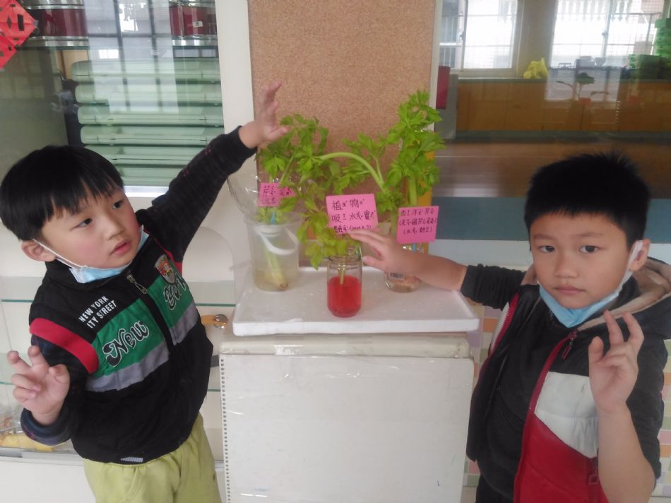 文件 : <FONT COLOR='red'>(109.02.11)植物的管子【芹菜吸水實驗】-2.JPG</FONT> <BR> 尺寸 : <FONT COLOR='blue'>950 × 712</FONT> 圖元 <BR> 格式 : <FONT COLOR='green'>jpg</FONT> <BR> 大小 : <FONT COLOR='green'> -- </FONT> KB