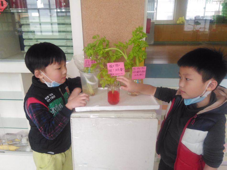 文件 : <FONT COLOR='red'>(109.02.11)植物的管子【芹菜吸水實驗】-3.JPG</FONT> <BR> 尺寸 : <FONT COLOR='blue'>950 × 712</FONT> 圖元 <BR> 格式 : <FONT COLOR='green'>jpg</FONT> <BR> 大小 : <FONT COLOR='green'> -- </FONT> KB