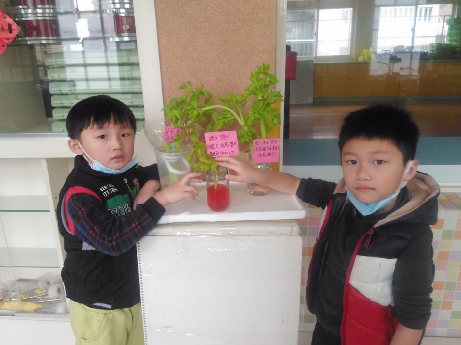 文件 : <FONT COLOR='red'>(109.02.11)植物的管子【芹菜吸水實驗】.JPG</FONT> <BR> 尺寸 : <FONT COLOR='blue'>950 × 712</FONT> 圖元 <BR> 格式 : <FONT COLOR='green'>jpg</FONT> <BR> 大小 : <FONT COLOR='green'> -- </FONT> KB