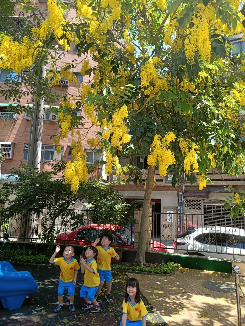 文件 : <FONT COLOR='red'>(109.06.15)學校最美的景色【阿勃勒】-2.JPG</FONT> <BR> 尺寸 : <FONT COLOR='blue'>950 × 1266</FONT> 圖元 <BR> 格式 : <FONT COLOR='green'>jpg</FONT> <BR> 大小 : <FONT COLOR='green'> -- </FONT> KB