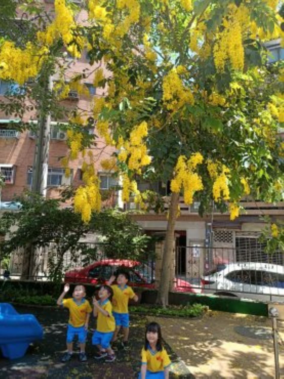 文件 : <FONT COLOR='red'>(109.06.15)學校最美的景色【阿勃勒】-21.JPG</FONT> <BR> 尺寸 : <FONT COLOR='blue'>950 × 1269</FONT> 圖元 <BR> 格式 : <FONT COLOR='green'>jpg</FONT> <BR> 大小 : <FONT COLOR='green'> -- </FONT> KB