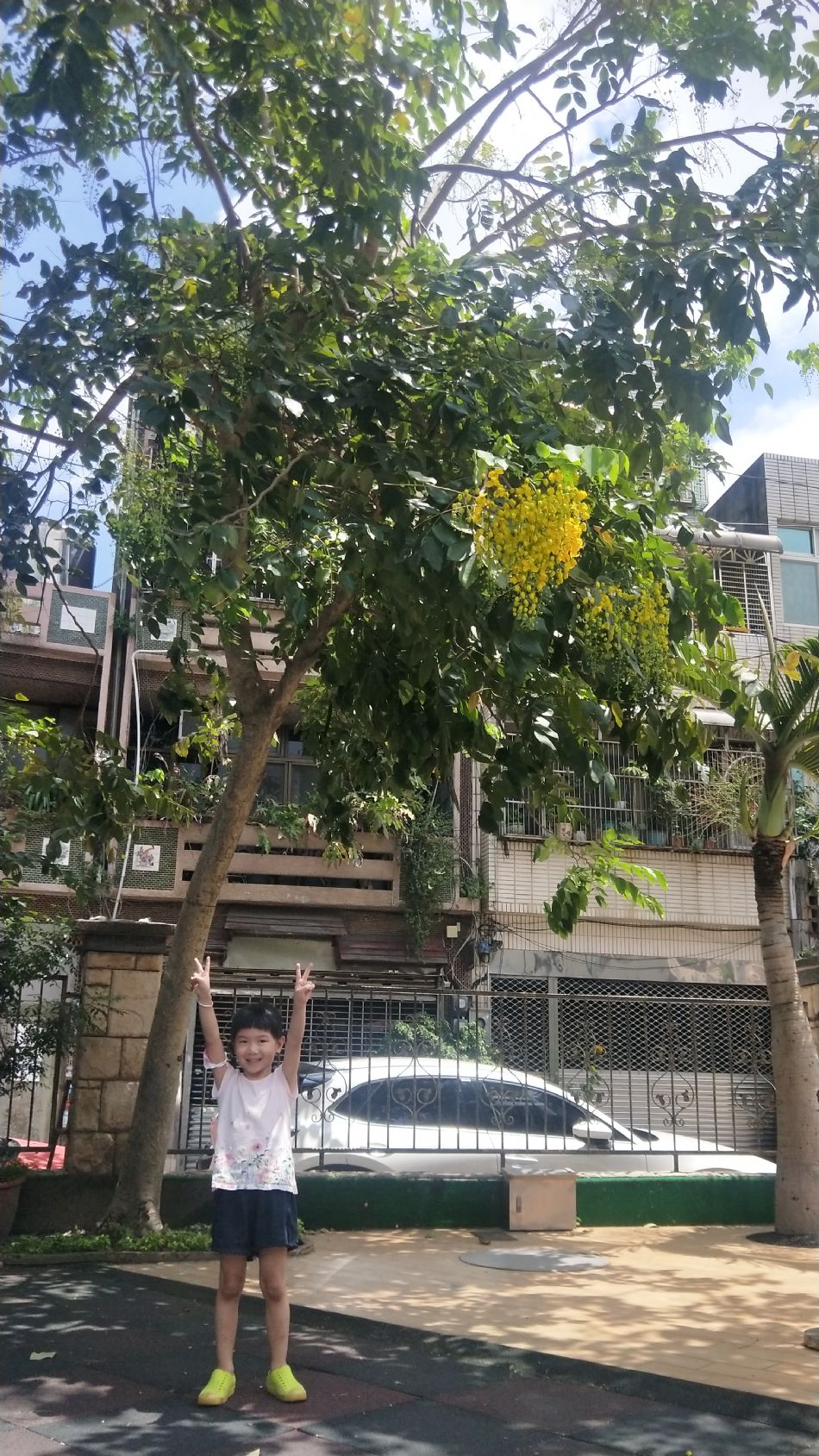 文件 : <FONT COLOR='red'>(109.06.10)學校最美的景色【阿勃勒】-3.JPG</FONT> <BR> 尺寸 : <FONT COLOR='blue'>950 × 1689</FONT> 圖元 <BR> 格式 : <FONT COLOR='green'>jpg</FONT> <BR> 大小 : <FONT COLOR='green'> -- </FONT> KB