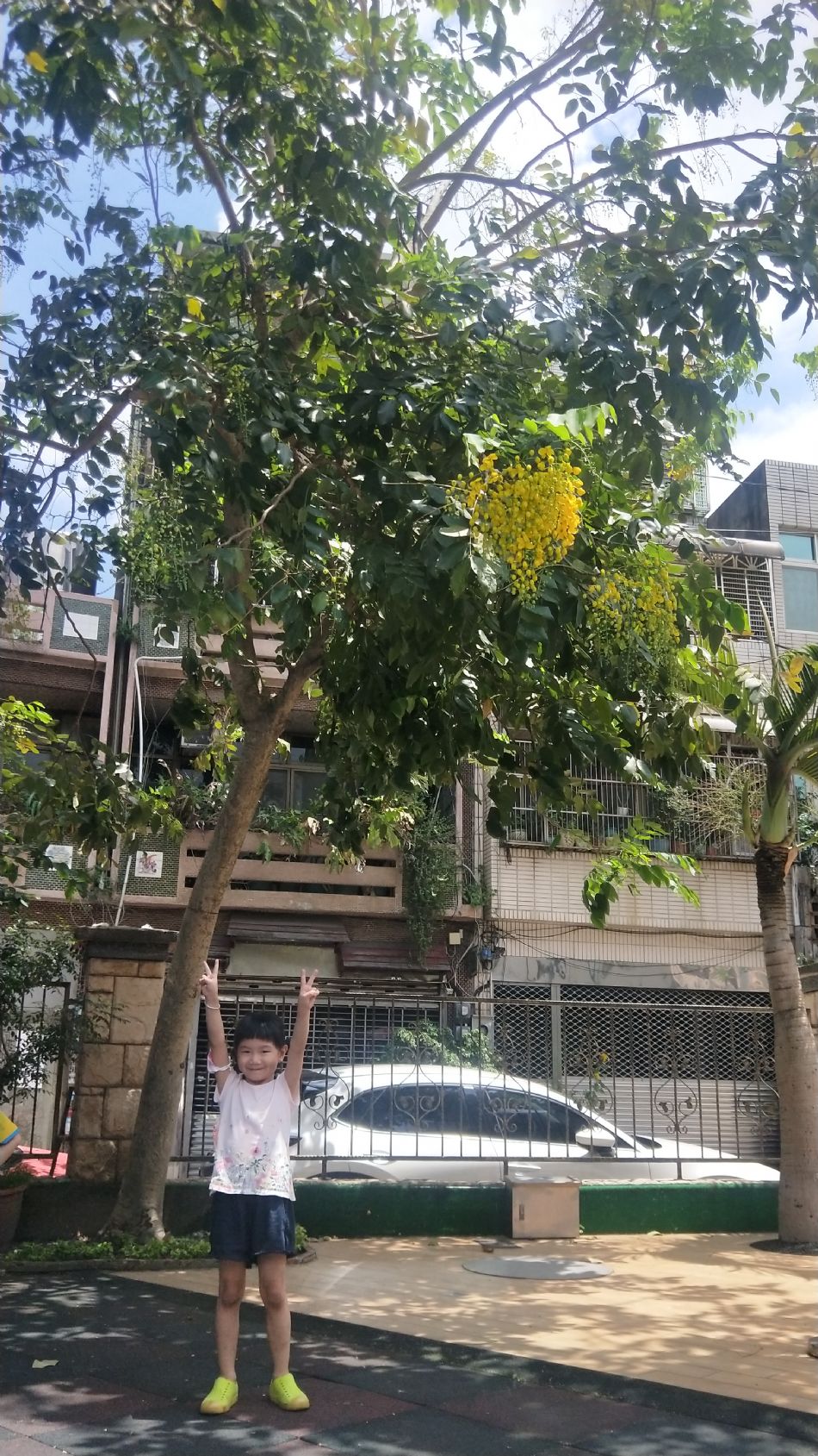 文件 : <FONT COLOR='red'>(109.06.10)學校最美的景色【阿勃勒】-4.JPG</FONT> <BR> 尺寸 : <FONT COLOR='blue'>950 × 1689</FONT> 圖元 <BR> 格式 : <FONT COLOR='green'>jpg</FONT> <BR> 大小 : <FONT COLOR='green'> -- </FONT> KB